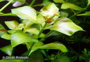 Ludwigia Repens